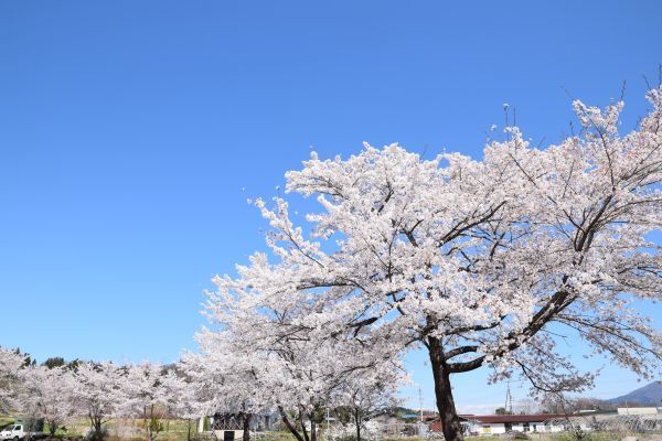 「花の駅」の桜