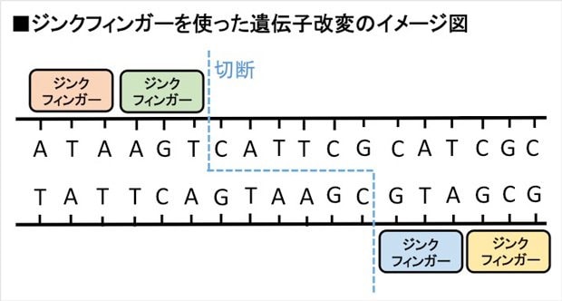 ジンクフィンガーを使った遺伝子改変のイメージ図
