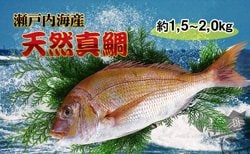 【朝獲れ直送便】瀬戸内海産の天然鯛を丸ごと１匹 大サイズ